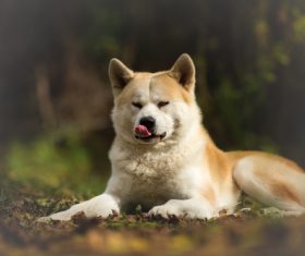 Akita dog lying on the ground Stock Photo