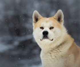 Akita dog outdoors on snowy day Stock Photo