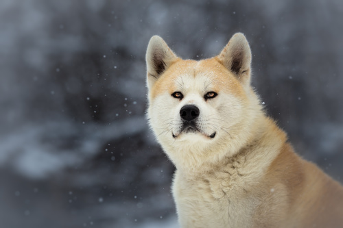 Akita dog outdoors on snowy day Stock Photo