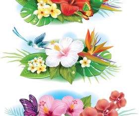 Arrangement from tropical flowers vector