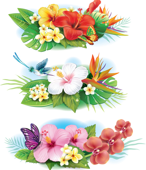 Arrangement from tropical flowers vector