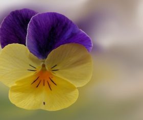 Beautiful bi-color flower Stock Photo