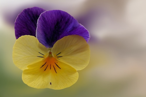 Beautiful bi-color flower Stock Photo