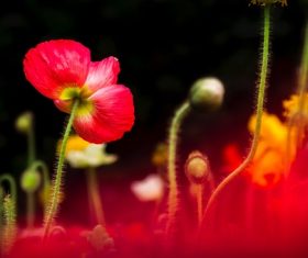 Beautiful blooming red flower Stock Photo