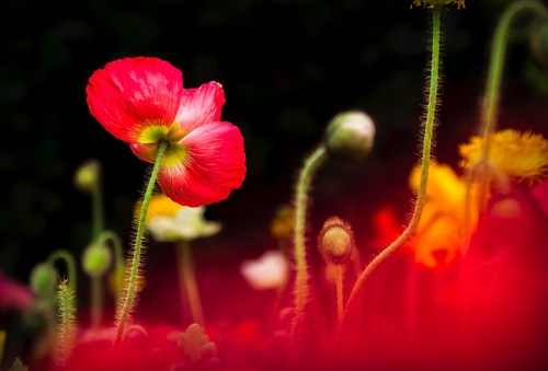 Beautiful blooming red flower Stock Photo