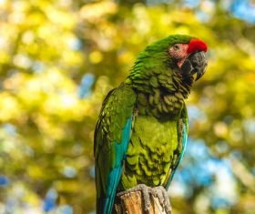 Beautiful green parrot in nature Stock Photo