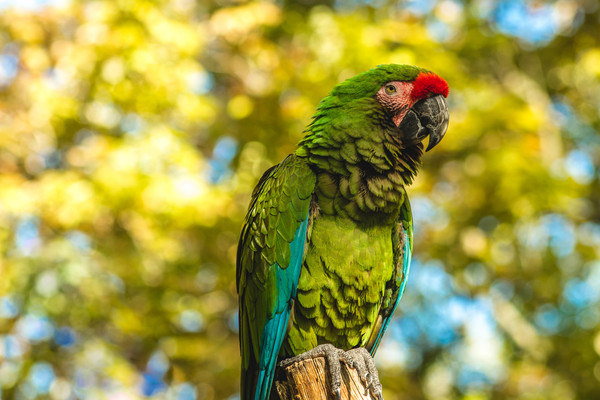 Beautiful green parrot in nature Stock Photo