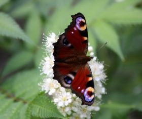 Big peacock butterfly on flower Stock Photo