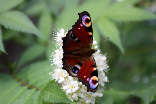 Big peacock butterfly on flower Stock Photo