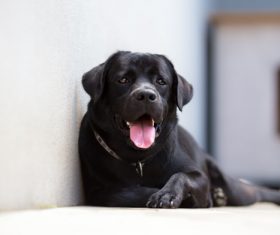Black dog lying on the ground Stock Photo