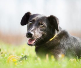 Black dog playing in the grass Stock Photo 02