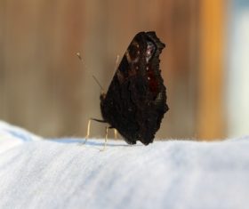 Black swallowtail butterfly Stock Photo