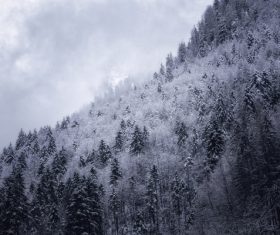 Black white picture of snowy forest scenery Stock Photo