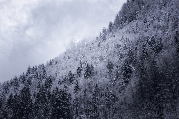 Black white picture of snowy forest scenery Stock Photo