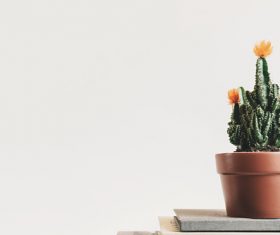 Blooming flower cactus potted plants Stock Photo
