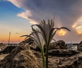 Blooming lilies on barren land Stock Photo