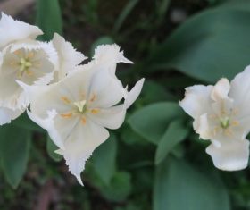 Blooming pure white tulip Stock Photo
