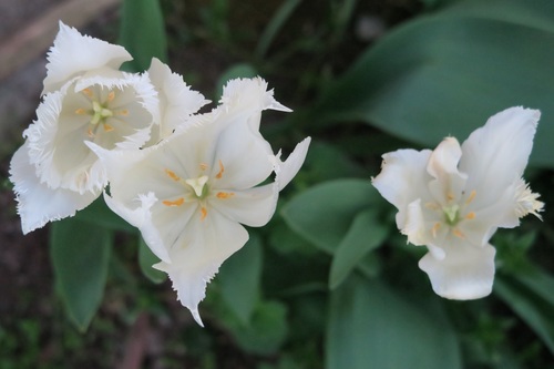 Blooming pure white tulip Stock Photo