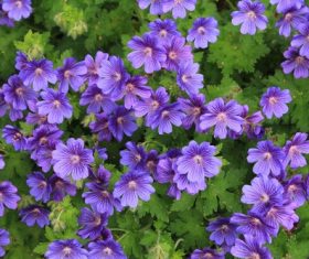Blooming purple geranium flower Stock Photo