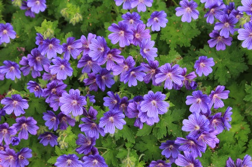 Blooming purple geranium flower Stock Photo