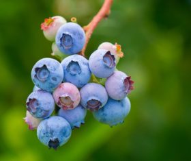 Blueberries close-up on a tree branch Stock Photo
