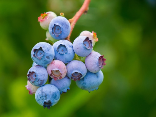 Blueberries close-up on a tree branch Stock Photo