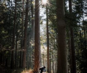 Border collie in the forest Stock Photo
