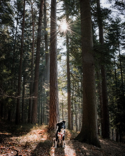 Border collie in the forest Stock Photo