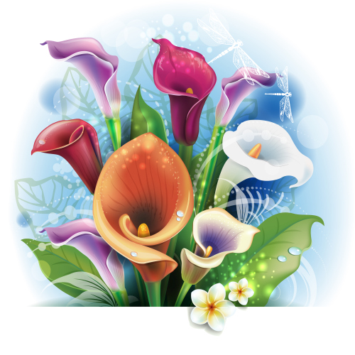 Bouquet of Calla lilies vector