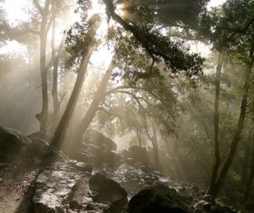 Bright sun rays in forest Stock Photo