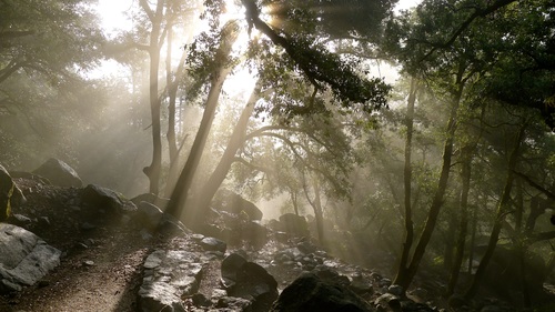 Bright sun rays in forest Stock Photo