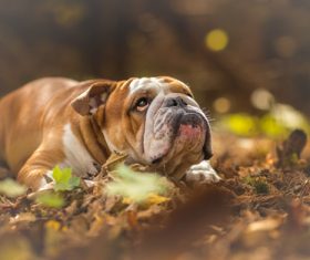 Bulldog lying on the ground Stock Photo