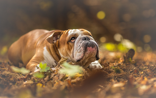 Bulldog lying on the ground Stock Photo