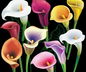 Calla flowers set in different colors vector