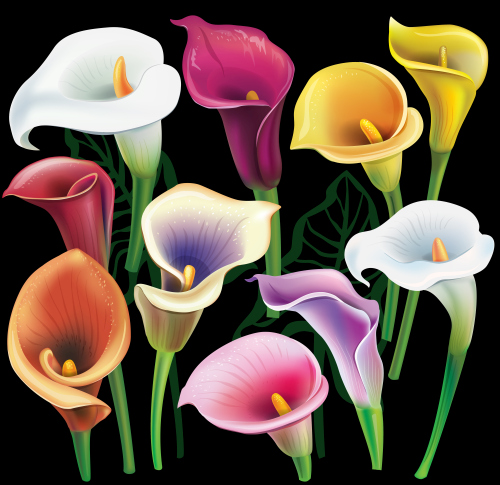 Calla flowers set in different colors vector
