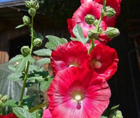 Closeup beautiful blooming red flowers Stock Photo