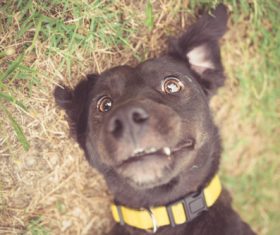 Cute black dog Stock Photo