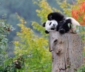 Cute chinese little panda Stock Photo