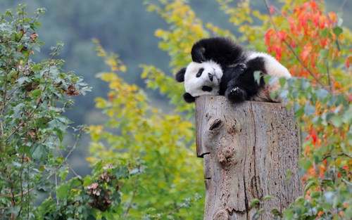 Cute chinese little panda Stock Photo