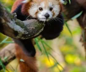 Cute panda lying on branch Stock Photo