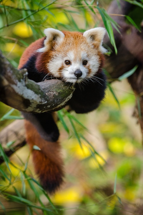 Cute panda lying on branch Stock Photo