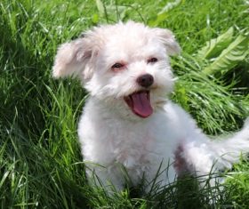 Cute pet dog in the grass Stock Photo