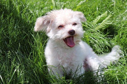 Cute pet dog in the grass Stock Photo