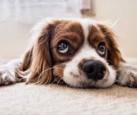 Cute puppy lying on the rug Stock Photo