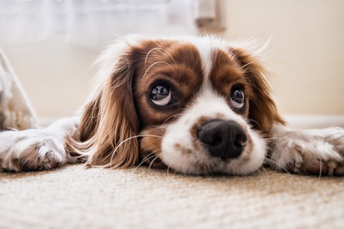Cute puppy lying on the rug Stock Photo