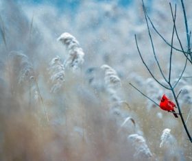 Cute red tiny bird on leafless branch in winter Stock Photo