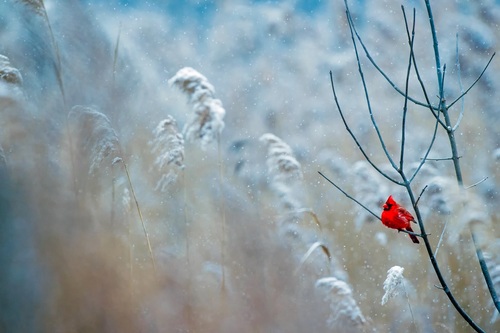 Cute red tiny bird on leafless branch in winter Stock Photo