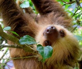 Cute sloth swinging on tree Stock Photo