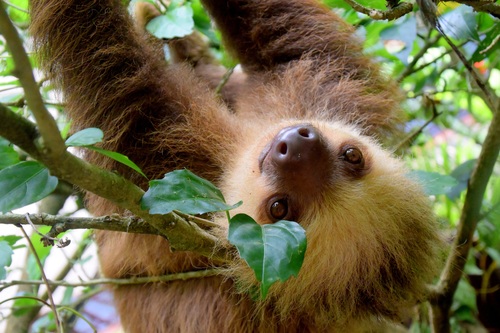Cute sloth swinging on tree Stock Photo
