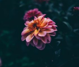 Dark flowers Stock Photo